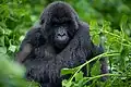 Ein Berggorilla in einem Nationalpark in Ruanda