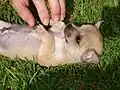Kuscheln mit Frauchen...