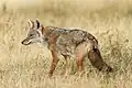Ein Afrikanischer Goldwolf