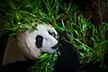 Fressender Panda in einem niederländischen Zoo