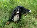 So sieht auch der Filmhund „Keks“ aus der Sendung „Löwenzahn“ aus.
