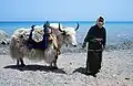 Eine Frau in China mit einem Yak. Es trägt einen bunten Sattel, ist also auch ein Reittier.