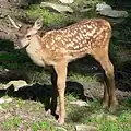 Auch junge Rothirsche haben weiße Punkte.