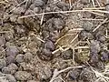 Dung von Kamelen
