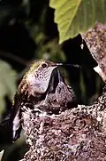 Dieser Breitschwanzkolibri füttert gerade seine Jungen.