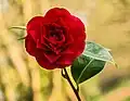 Solch große Rosen sind gezüchtet und nicht aus der Natur.