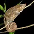 Ein Chamäleon aus Madagaskar