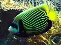 Ein Kaiserfisch