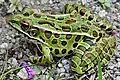 Ein Leopardfrosch