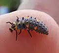 Die Larve des Marienkäfers sieht ganz anders aus. Sie frisst noch viel mehr Blattläuse.