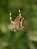 …und Spinnentiere sind die vier Klassen der Gliederfüßer.