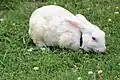 Dieses Kaninchen wurde in Weiß gezüchtet...