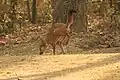 Etwas seltsam macht es dieser Wildhund aus Indien.