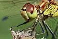 Facettenaugen einer Libelle