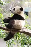 Pandas setzen sich manchmal hin wie Menschen.