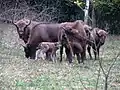 Eine Herde in der Ukraine