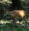 Ein Rothirsch-Spießer