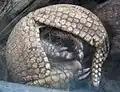 Manche Arten können sich zusammenrollen wie ein Igel, als Schutz vor Feinden.