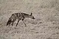 Auch der Erdwolf entstammt der Familie der Hyänen.