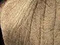 Auch das ist Haut, und zwar die eines Elefanten.