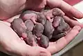 So sehen neugeborene Ratten nach vier Tagen aus.