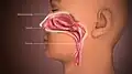 Eine Nase, wie sie im Inneren aussieht. Pharynx ist das Fachwort für den Rachen, zu dem die Nase führt.