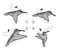 Mit diesen vier Arten zu Flattern kann der Kolibri in verschiedene Richtungen fliegen, wie ein Hubschrauber.