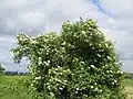 Ein Holunderbusch im Frühling