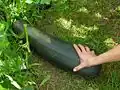 Hier hat jemand eine riesige Frucht im eigenen Garten.