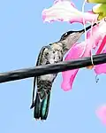 Mit seinem langen und dünnen Schnabel kann dieser Kolibri den Nektar erreichen, der tief in einer Blüte steckt.