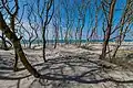 Ein Strand im Nationalpark Boddenlandschaft