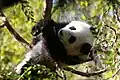 Ein junger Panda turnt in den Ästen herum.