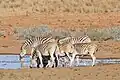 Burchell-Zebras, die nächsten Verwandten des Quaggas