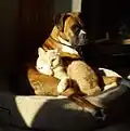 Dieser Boxer teilt sich das Kissen mit einer Katze.