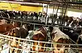 In diesem modernen Melkkarussell werden die Kühe von außen gemolken.