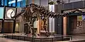 Ein Brontosaurier-Skelett im Museum