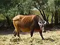 Der afrikanische Rotbüffel sieht unseren Hausrindern ziemlich ähnlich.