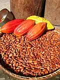 Kakaofrüchte haben verschiedene Farben. Jede Frucht enthält bis zu fünfzig Samen.