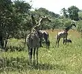 Giraffen und Zebras leben friedlich zusammen.