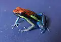 Pfeilgiftfrosch aus Peru