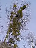 Die Mistel wächst auf einem Baum, ihrem Wirt. Sie bedient sich mit ihren Wurzeln am Wasserhaushalt des Baums.