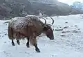 Der Yak gehört ebenfalls zu den Rindern…
