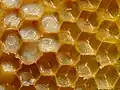 Eine Bienenwabe mit Eiern und Brut