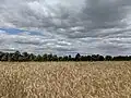 Feld in Polen, in der Nähe von Posen: Der Roggen ist golden und reif.