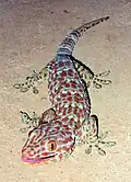 Ein Gecko kann mit seine Füßen selbst an Fensterscheiben problemlos Halt finden.