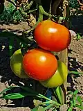 Tomaten sind ebenfalls Beeren.