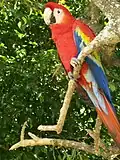 Der Hellrote Ara, ein Papagei, ist der Nationalvogel der Honduraner.