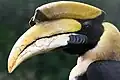 Bei diesem „Doppelhornvogel“ besteht fast der ganze Kopf aus seinem Schnabel. Oben drauf ist sogar noch ein weiteres Horn.