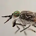 Ein Weibchen aus der Nähe