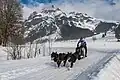 Ein Rennen mit Schlittenhunden in Werfenweng in Österreich